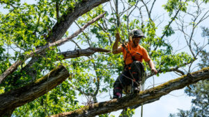 Tree Trimming